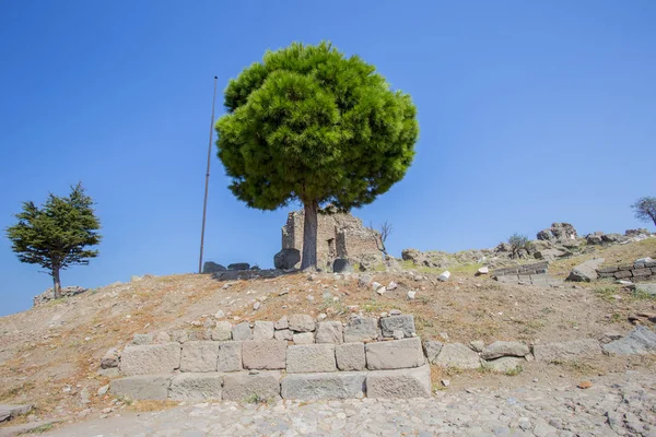 Antik kenti ve mavi gökyüzü kalıntıları zemin karşı Güney çam Close-up.