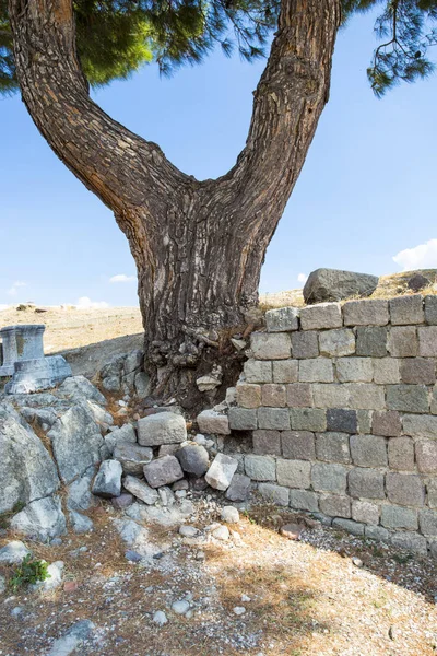 The trunk of a large coniferous tree sprouted through the ruins of the ancient city