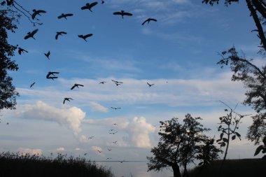 A flock of black cormorants flies over the Curonian Lagoon, lithuania. silhouette of dark birds on sky background clipart