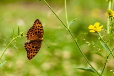 Kelebekler, çiçekler ve yeşil yaprakları