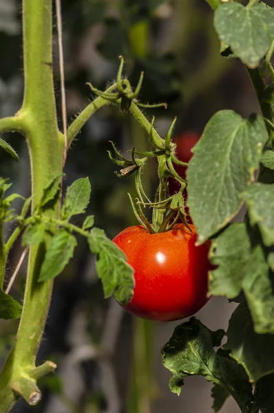 Tomates Quinta — Fotografia de Stock