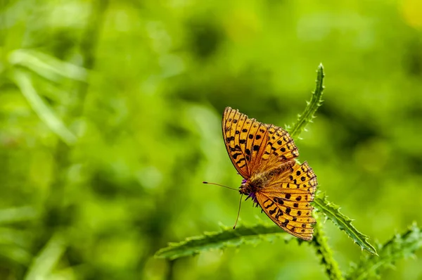 Fjärilar Blommor Och Gröna Blad — Stockfoto