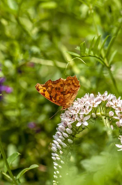 Papillons Fleurs Feuilles Vertes — Photo