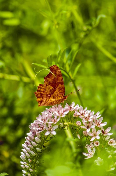 Butterflies Flowers Green Leaves — Stock Photo, Image