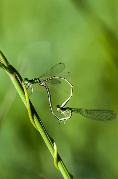 Damselfly Dan Daun Hijau — Stok Foto