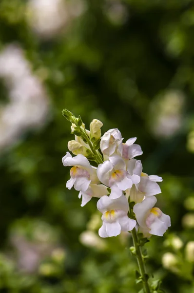 Antirrhinum Majus Trädgården — Stockfoto