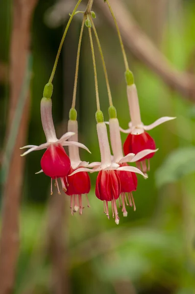 Fuchsia Hybrida Voss — Stockfoto