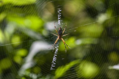 Bir örümcek ve net