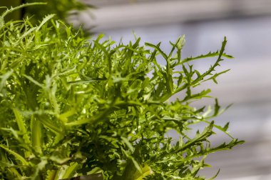 Gruptaki Cichorium endivia L