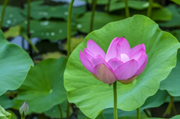 Lotus Teich — Stockfoto