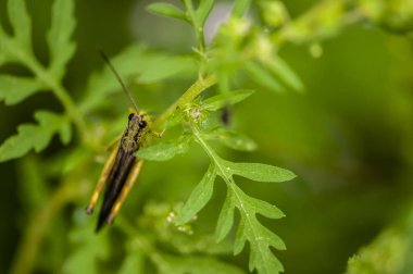 Yeşil çekirge ve yeşil yaprakları