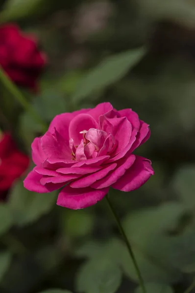 Pink Camellia — Stock Photo, Image