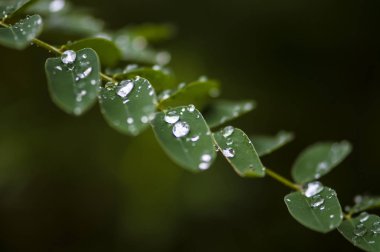 Yağmurdan sonra dalları