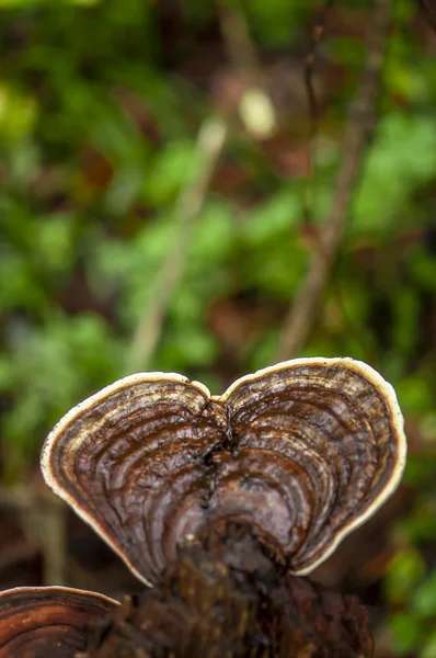 Wild Lingzhi Het Bos — Stockfoto