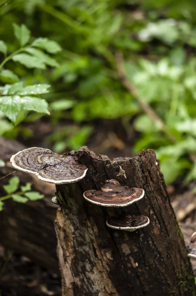 Ormandaki yabani Reishi