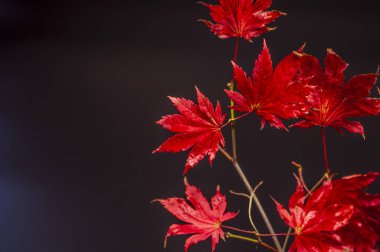 Sonbaharda kırmızı yapraklar