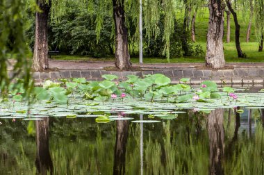 Willow, göl ve lotus