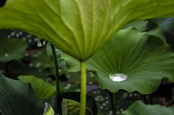 Лист Лотоса Під Дощем — стокове фото