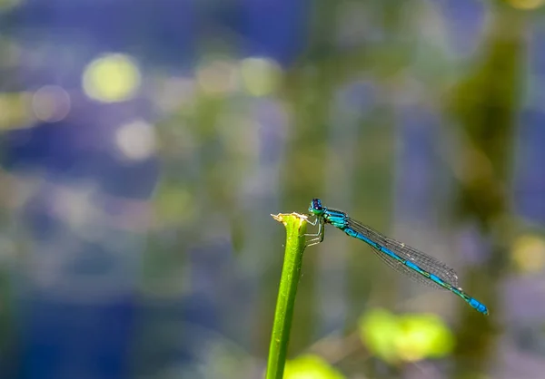 Mouche Bleue Animaux Plantes — Photo