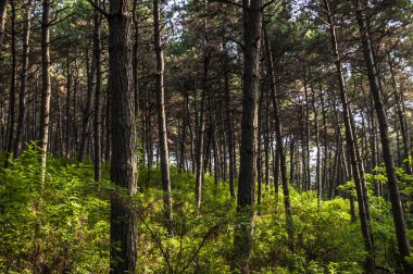 Sabah orman - bitkiler ve çiçekler