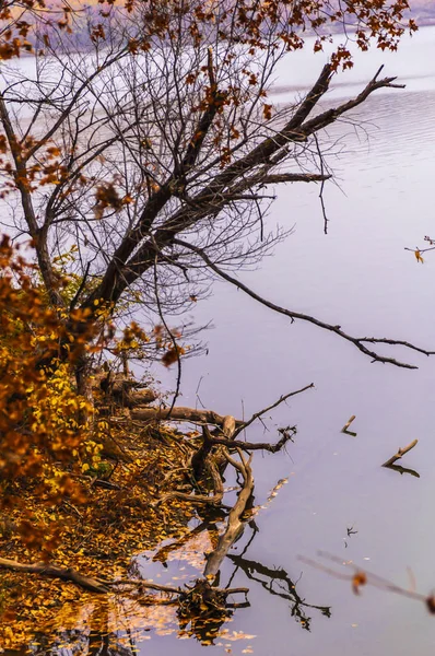 Sonbahar Göl Ağaçlar — Stok fotoğraf