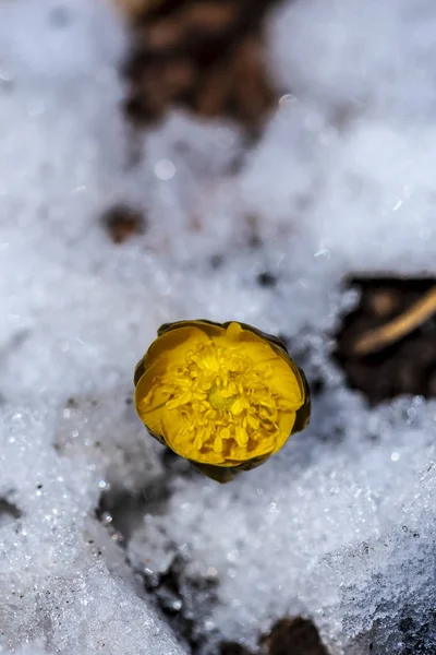 Calendula Śniegu — Zdjęcie stockowe