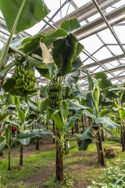 Banana-Changchun, Çin fotoğraflandı
