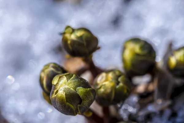 Ringelblume Schnee — Stockfoto