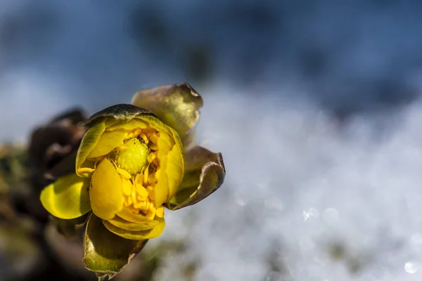 Ringelblume Schnee — Stockfoto