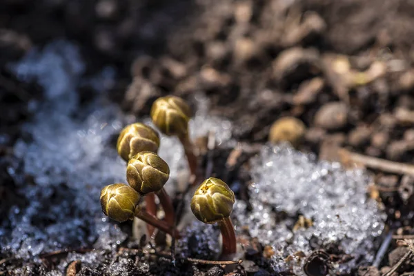 Calendula Nella Neve — Foto Stock