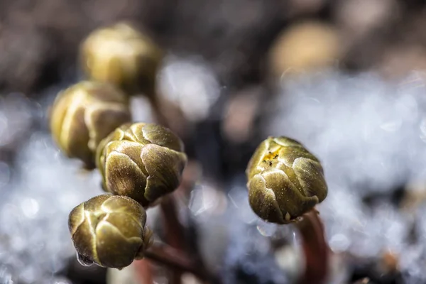 Ringelblume Schnee — Stockfoto