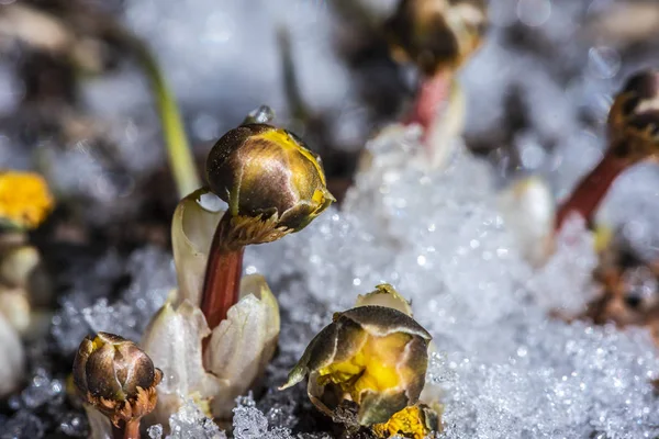 Ringelblume Schnee — Stockfoto