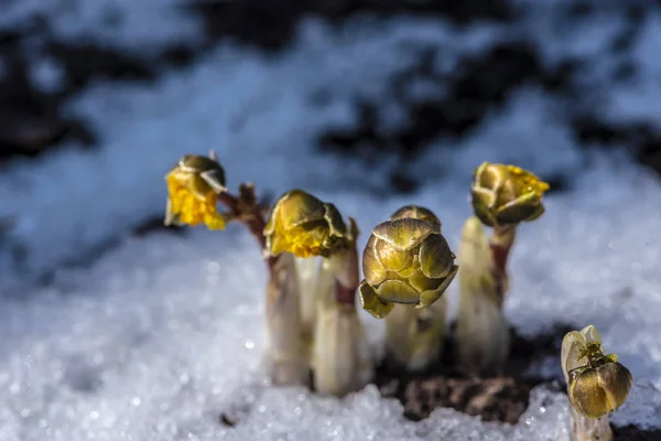 Ringelblume Schnee — Stockfoto