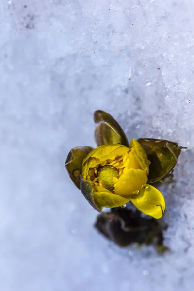 Calendula Śniegu — Zdjęcie stockowe