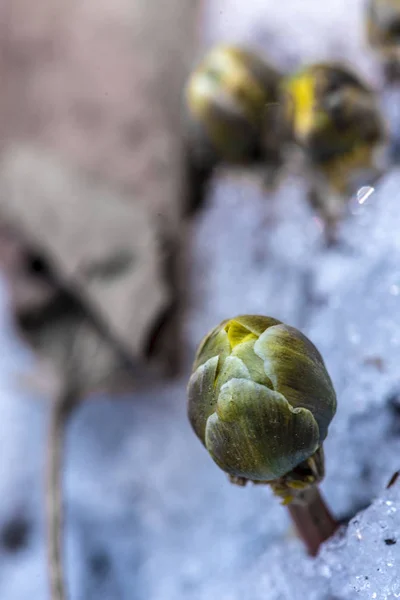 Ringelblume Schnee — Stockfoto