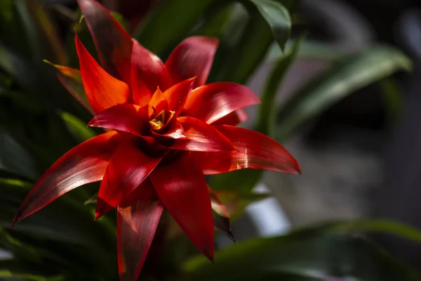 Bromélia Flor Fotografado Changchun China — Fotografia de Stock