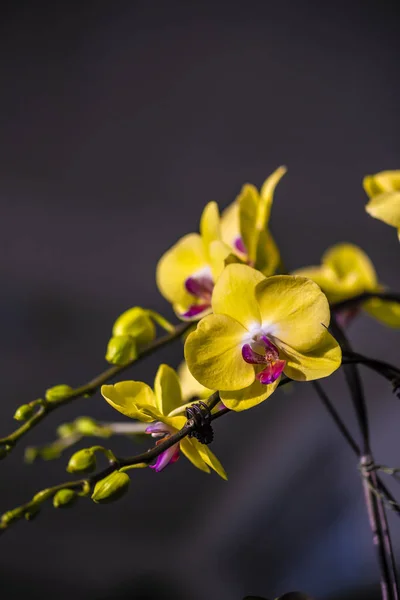 Phalaenopsis Gefotografeerd Changchun China — Stockfoto