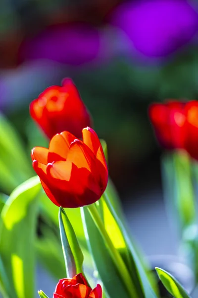 Blooming Tulips Photographed Changchun China — Stock Photo, Image