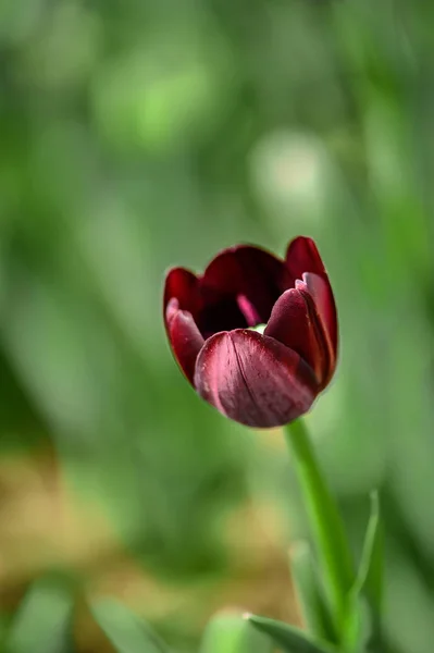 Fotografias Tulipas Changchun China — Fotografia de Stock