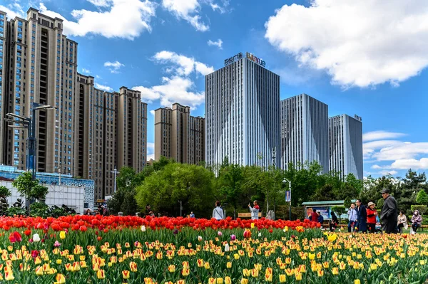 Parc Changchun Tulipes Changchun Chine — Photo