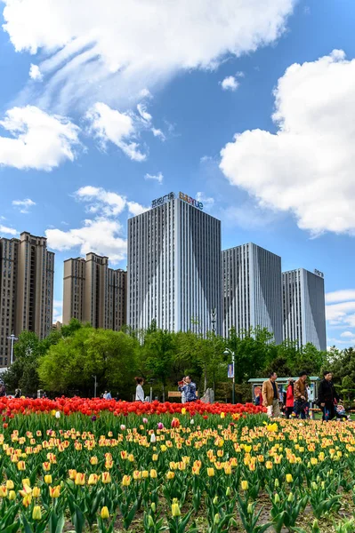 Changchun Park Tulips Changchun Chiny — Zdjęcie stockowe