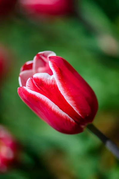 Tulipas Florescentes Fotografado Changchun China — Fotografia de Stock