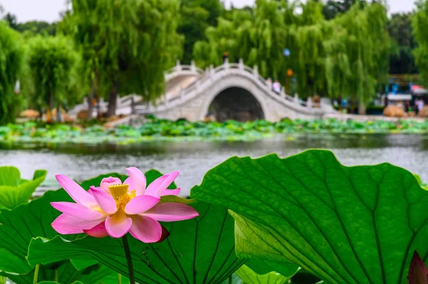 Nanhu Park Peyzajı, Changchun, Çin 