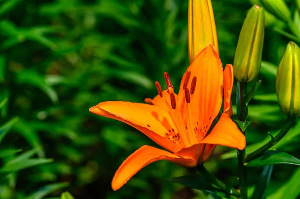 Blooming Lilies Photographed Changchun China — Stock Photo, Image