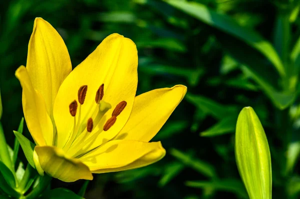 Blooming zambaklar - Changchun, Çin fotoğraflandı
