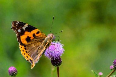 Kelebekler ve çiçekler - Changchun, Çin fotoğraflandı