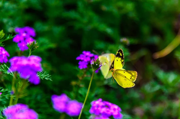 Butterflies Flowers Photographed Changchun China — Stock Photo, Image