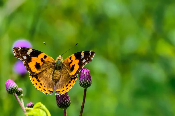 Kelebekler ve çiçekler - Changchun, Çin fotoğraflandı
