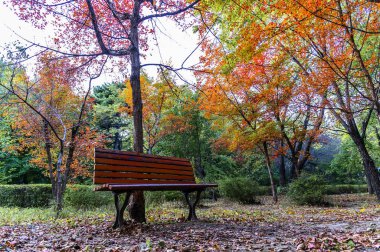 Nanhu Park 'ın sonbahar manzarası, Changchun, Çin