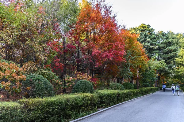 Herbstlandschaft Von Nanhu Park Changchun China — Stockfoto